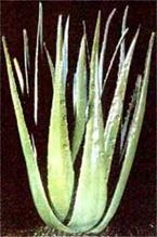 ALOE VERA