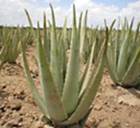 CLICCA QUI PER VEDERE I PRODOTTI A BASE DI ALOE VERA 
