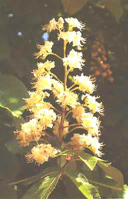 Aesculus Hippocastanum L.