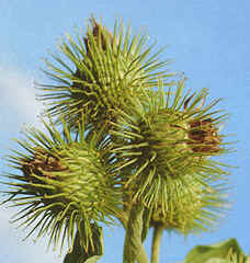 Arctium lappa L.