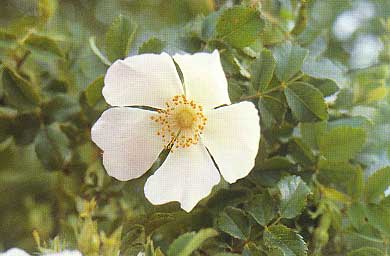 Rosa Canina L.